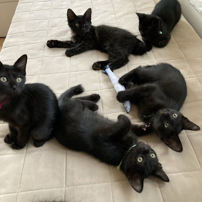 生後4カ月頃の5匹の子猫