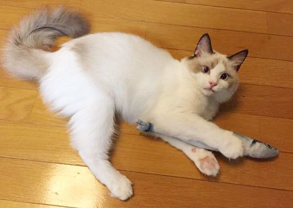 見つめる猫