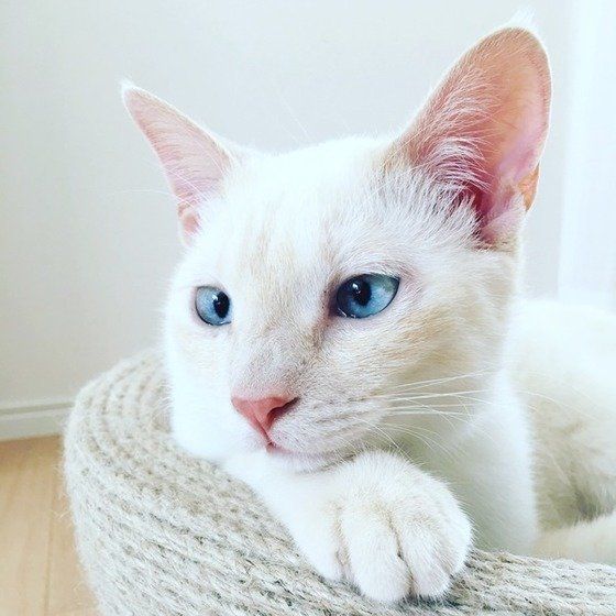 ねこのきもち投稿写真ギャラリー