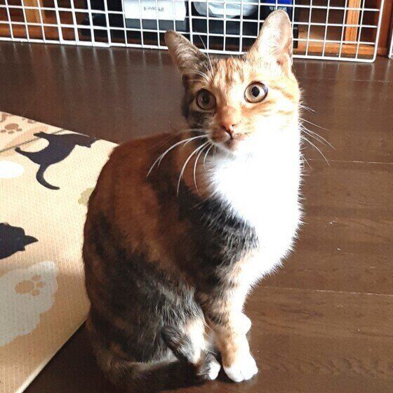 見つめる猫