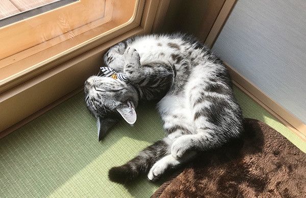 寝転ぶ猫