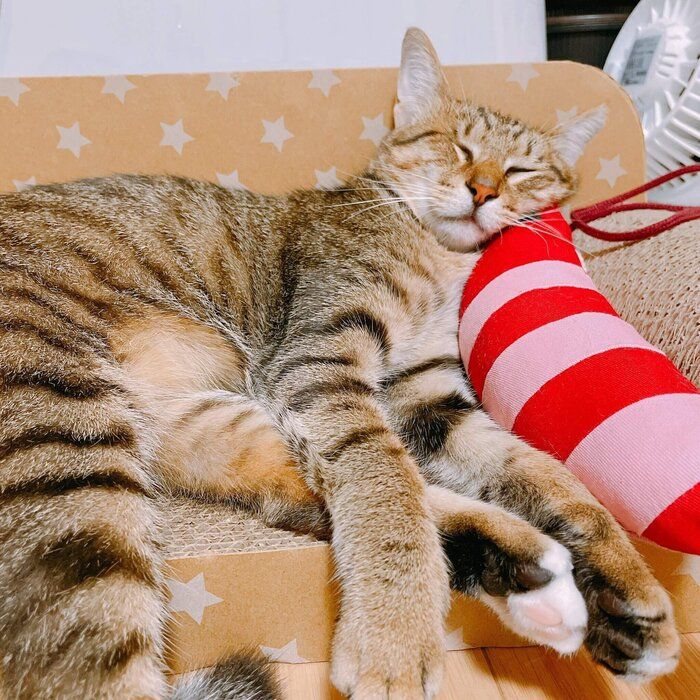 迎え入れから1カ月くらい経った頃の眠っているあんずちゃん