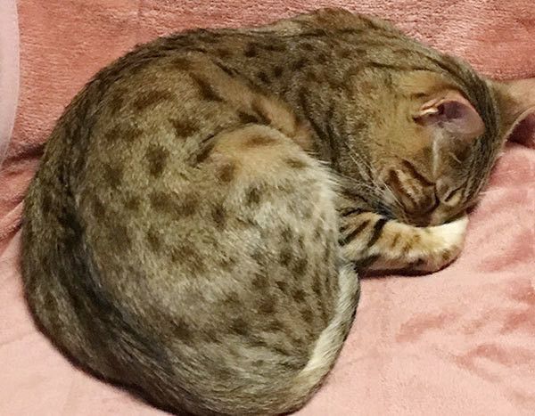 眠る猫