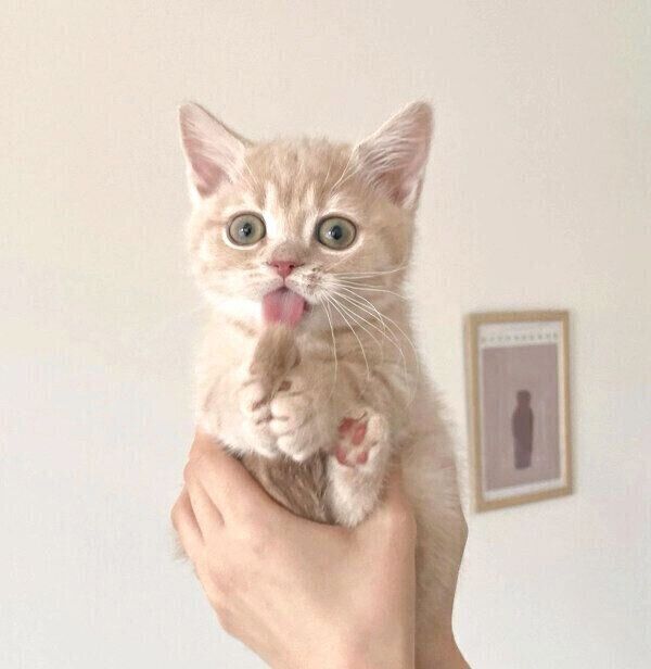 抱っこされながら「しっぽのお手入れ」をする子猫 反則的に可愛い行動