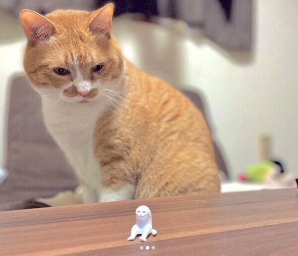 カプセルトイ「座る変な猫」