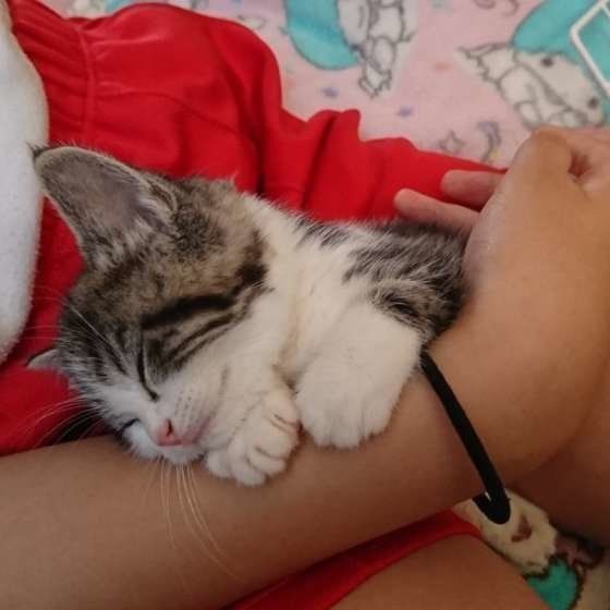 子猫気分