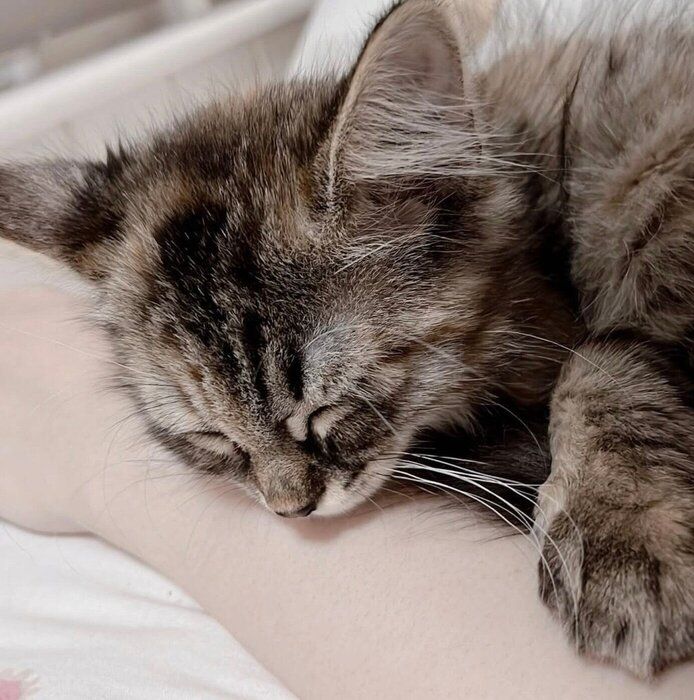 飼い主さんの腕に顔を乗せて眠るくるみちゃん