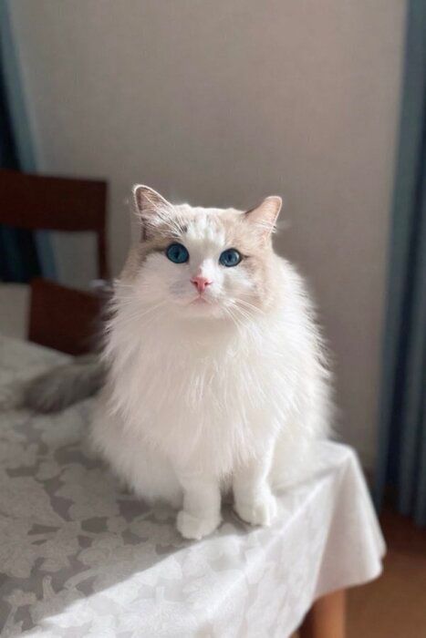 テーブルの上に座るラグドール