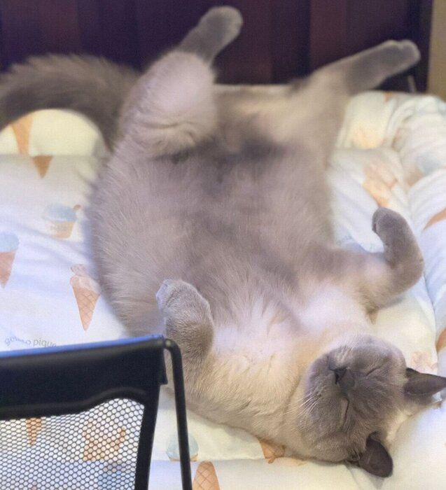 成長したクロエちゃん