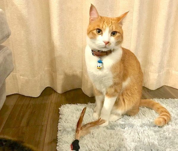 元保護猫のきなこちゃん