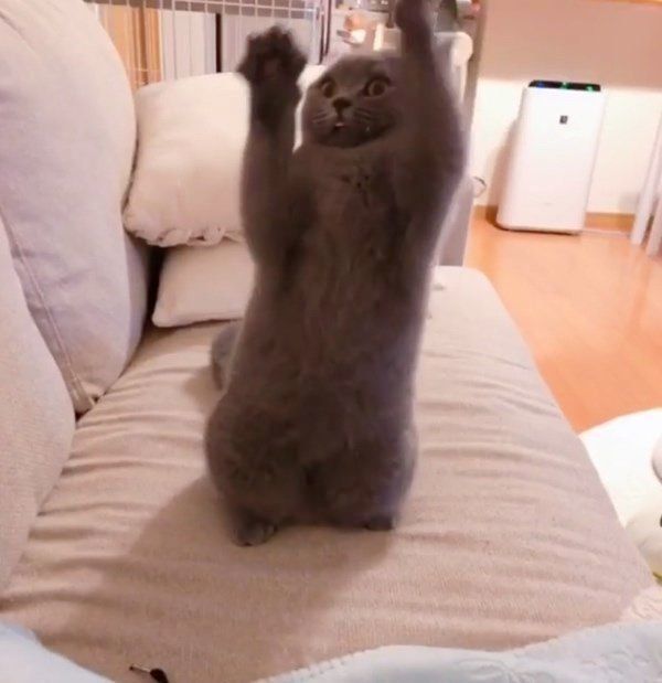 ブリティッシュショートヘアのまっしゅちゃん