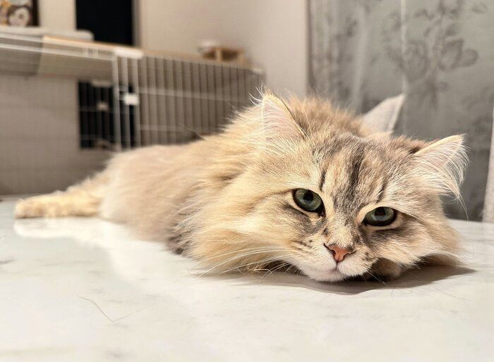3才になる前日に撮影したしらすちゃん