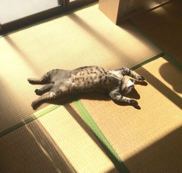 「バンザイ寝」するこんぶちゃん