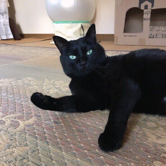 見つめる猫