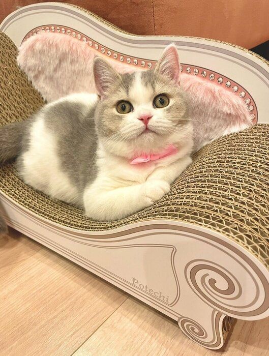 爪とぎ器の上でリラックスする子猫時代のぽてちちゃん