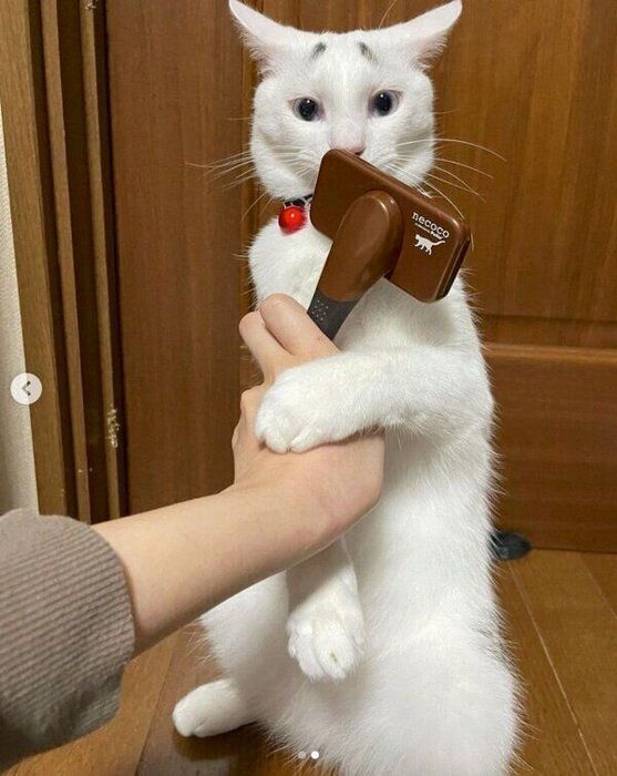 ブラシをつかむまろちゃん