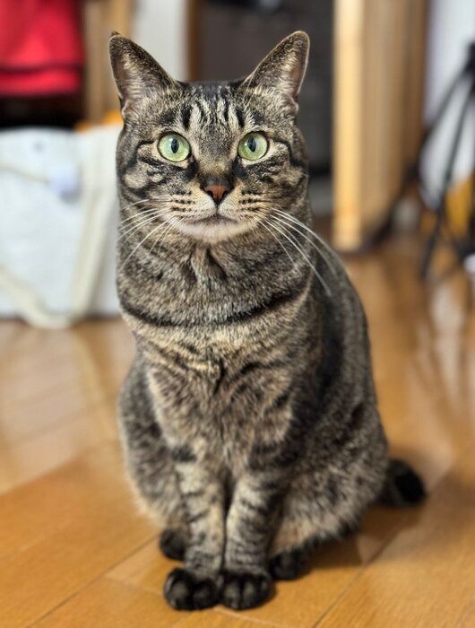 飼い主を見つめる猫