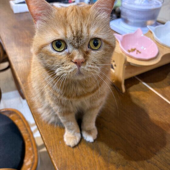 ゴハンをねだるエキゾチックショートヘア