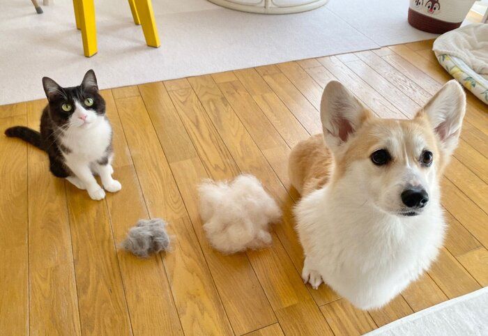 それぞれの抜け毛と一緒に写るちくわぶちゃん、あんずちゃん