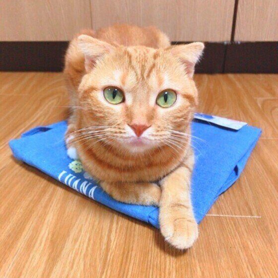 座り方がかわいいスコティッシュフォールド