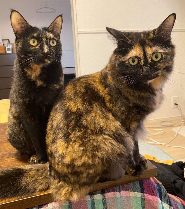 おやつの気配を察知して集まる2匹