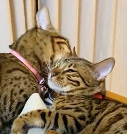 リンちゃんとベルちゃん