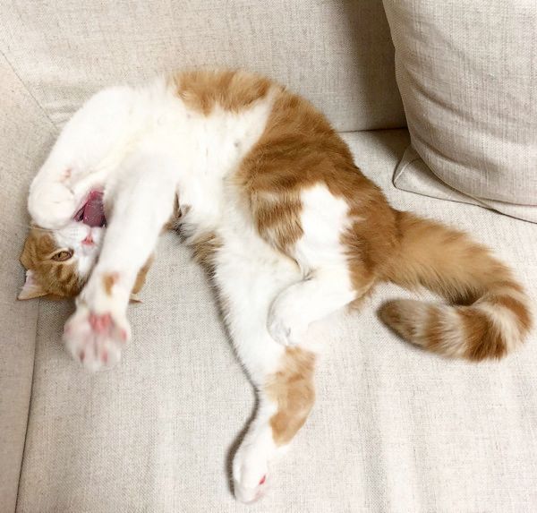 写真を撮られたくない猫