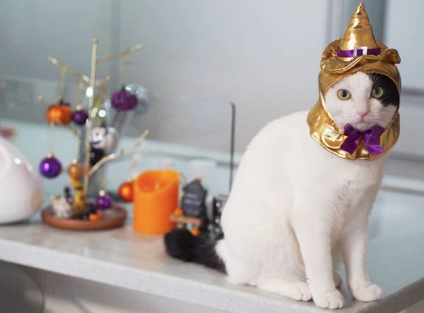 かわいい かわいい ねこハロウィンちゃん