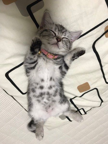 アメリカンショートヘアのぽろんちゃん