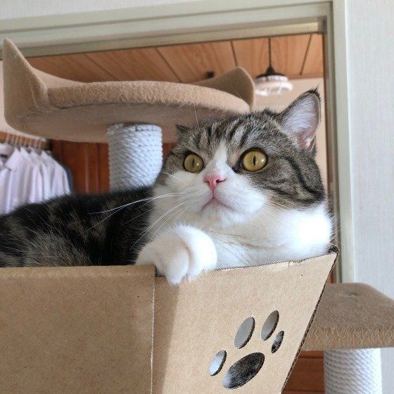 箱に入るMIX猫