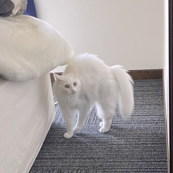 やんのかポーズをする白猫