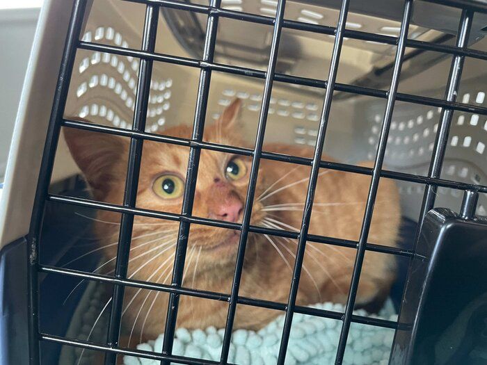 キャリーケースに入るゆたくん