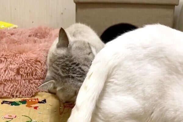 暁璘ちゃんのおしりのニオイを嗅ぐ銀汰ちゃん