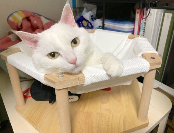 ポーズを決める猫