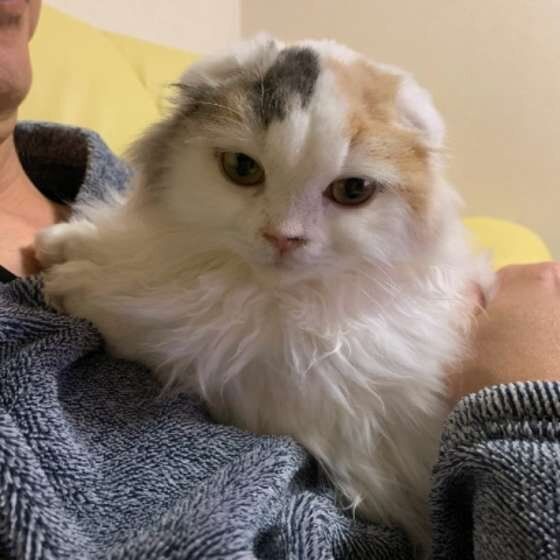 抱っこされるスコティッシュフォールド