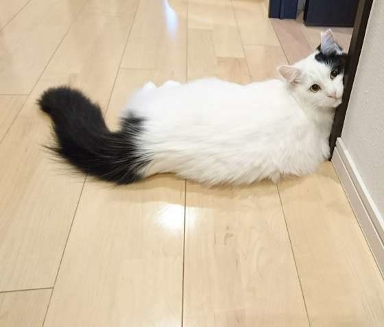見つめる猫