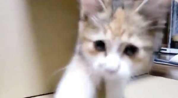 ダンボールで遊ぶうみちゃん