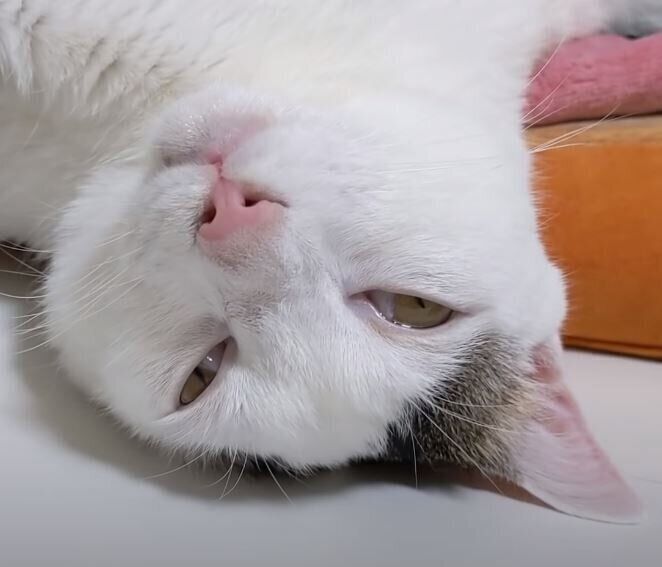 爆睡する猫