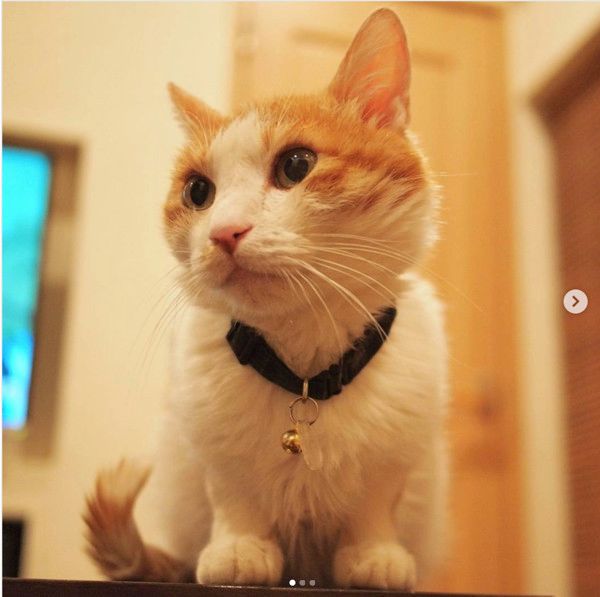 弟とあそぶ猫