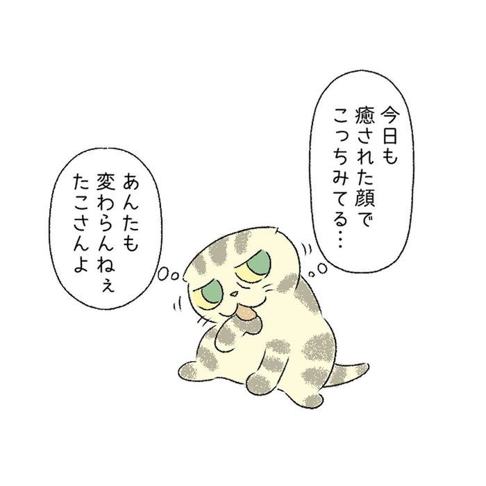 @tacos_cat
