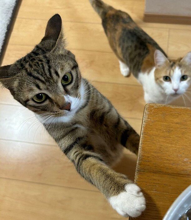 おねだり上手なせなくん