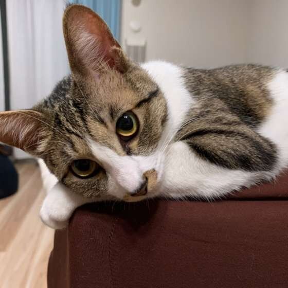 見つめる猫