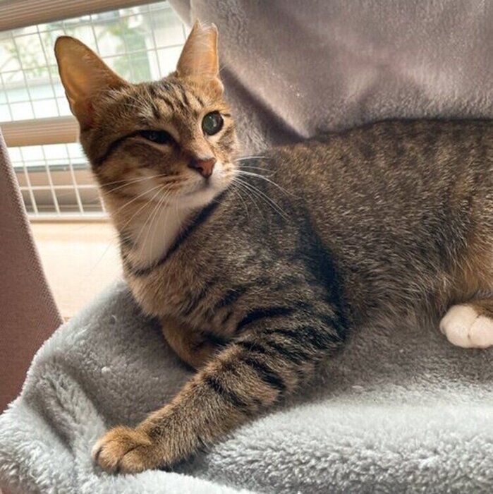 迎え入れから1カ月くらい経った頃の窓辺でたたずむあんずちゃん