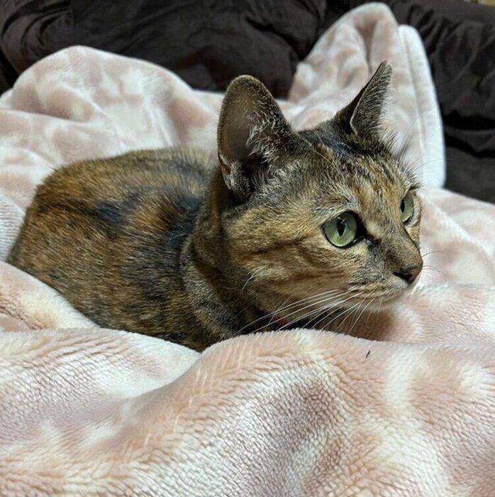 毛布の上から海外ドラマを眺めるメルモちゃん