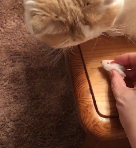 ねずみと猫