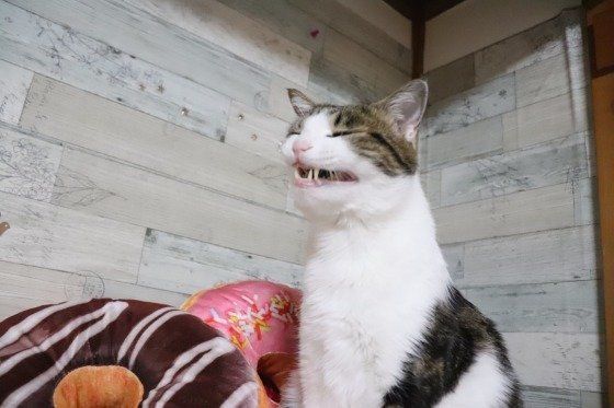 不思議な表情の猫