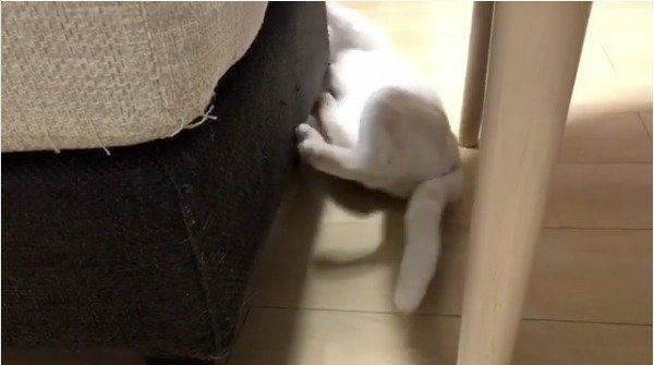 忍者ニャンコ
