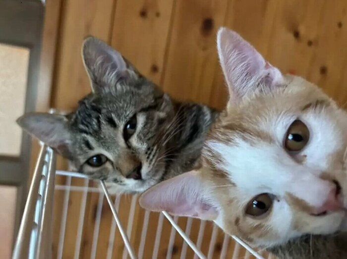 2匹の猫