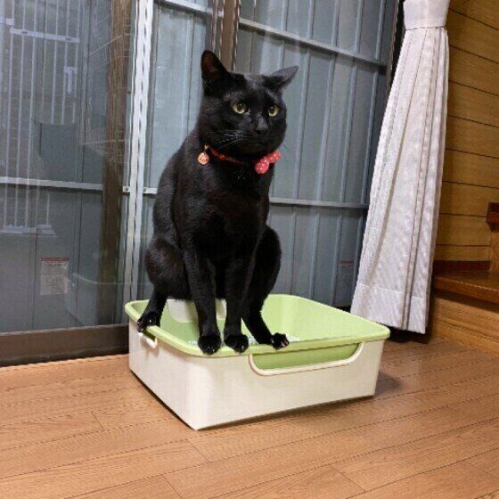 トイレをする猫