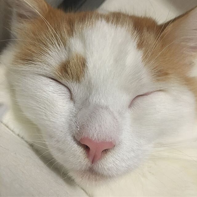 猫のアップ